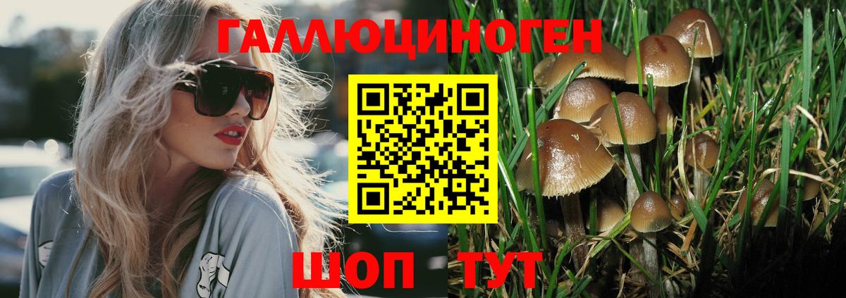 Псилоцибиновые грибы Psilocybine cubensis Коломна